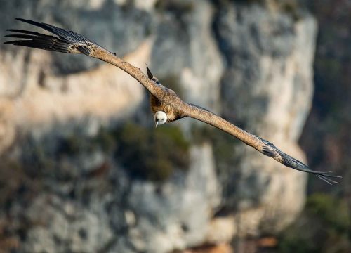 Hiver dans les Cévennes : activités de plein air pour toute la famille